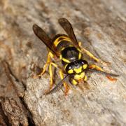 Vespula germanica (Fabricius, 1793) - Guêpe germanique