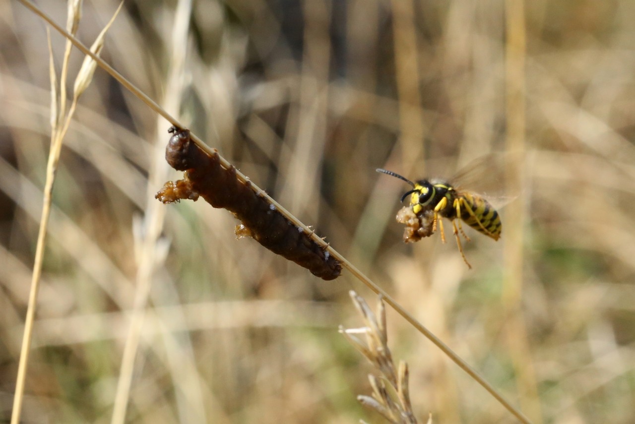 Vespula germanica (Fabricius, 1793) - Guêpe germanique