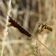 Vespula germanica (Fabricius, 1793) - Guêpe germanique