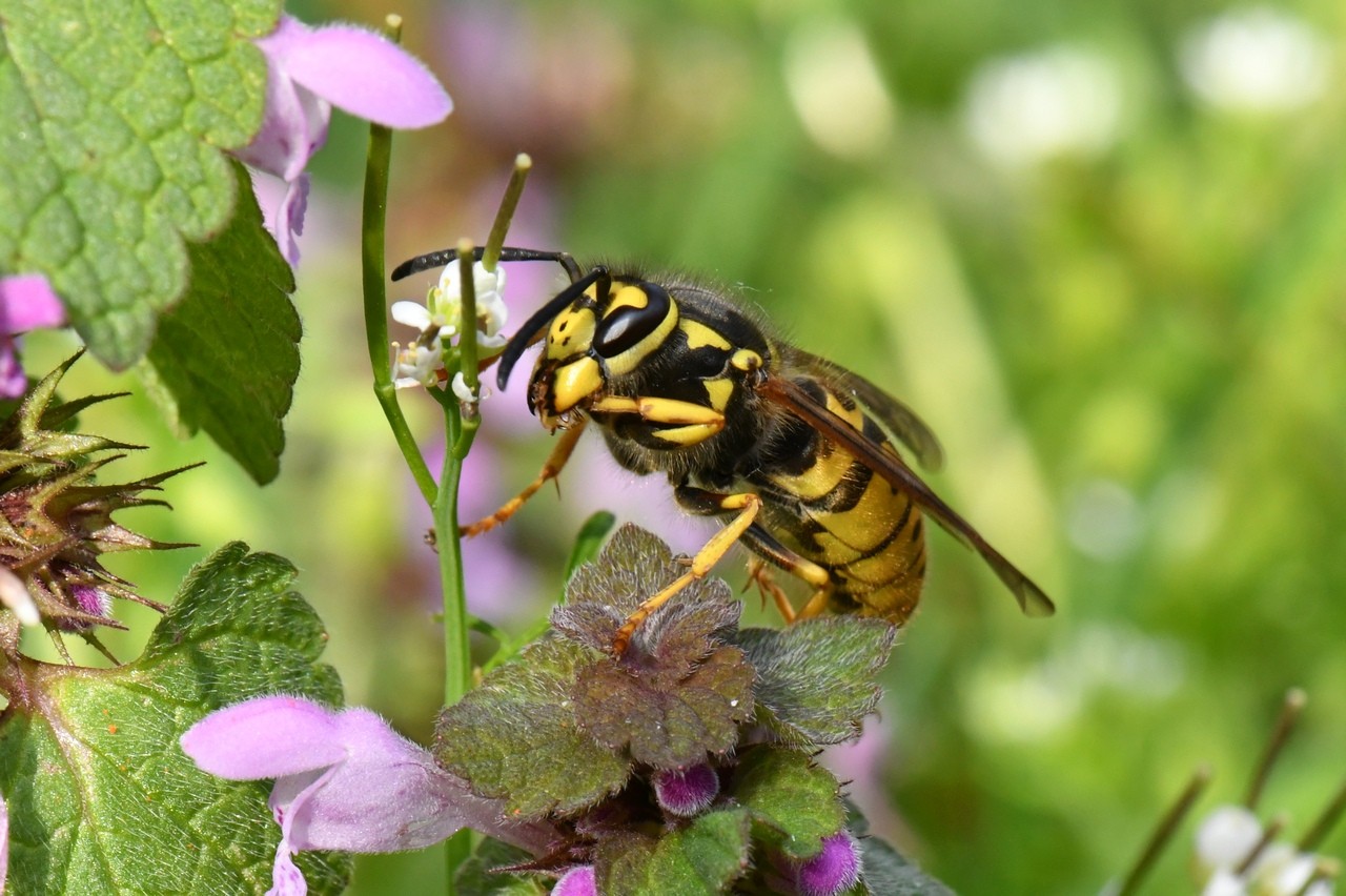 Vespula germanica (Fabricius, 1793) - Guêpe germanique