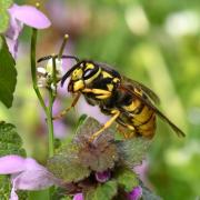 Vespula germanica (Fabricius, 1793) - Guêpe germanique