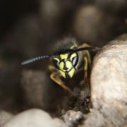 Vespula vulgaris (Linnaeus, 1758) - Guêpe commune