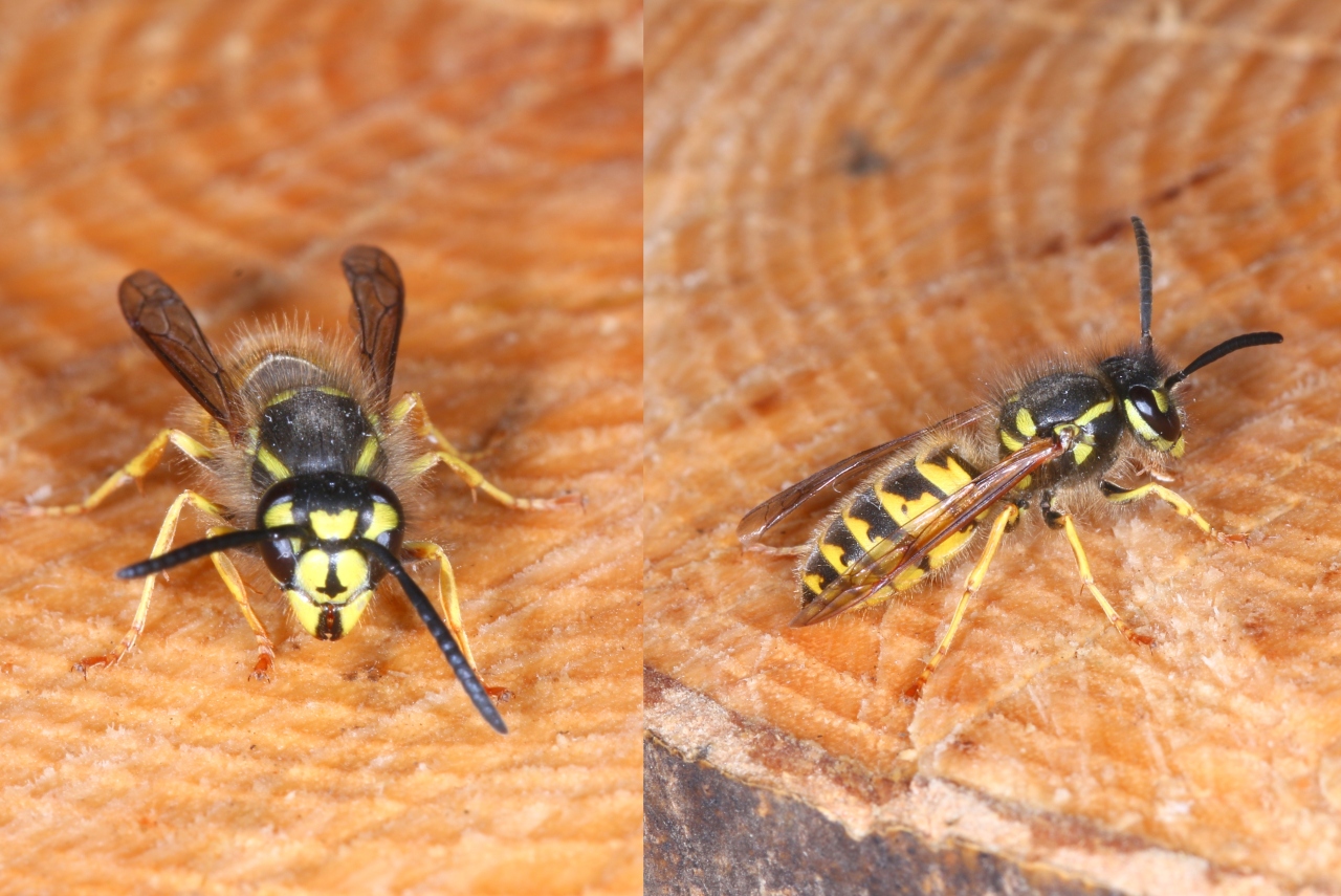 Vespula vulgaris (Linnaeus, 1758) - Guêpe commune