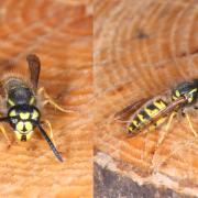 Vespula vulgaris (Linnaeus, 1758) - Guêpe commune