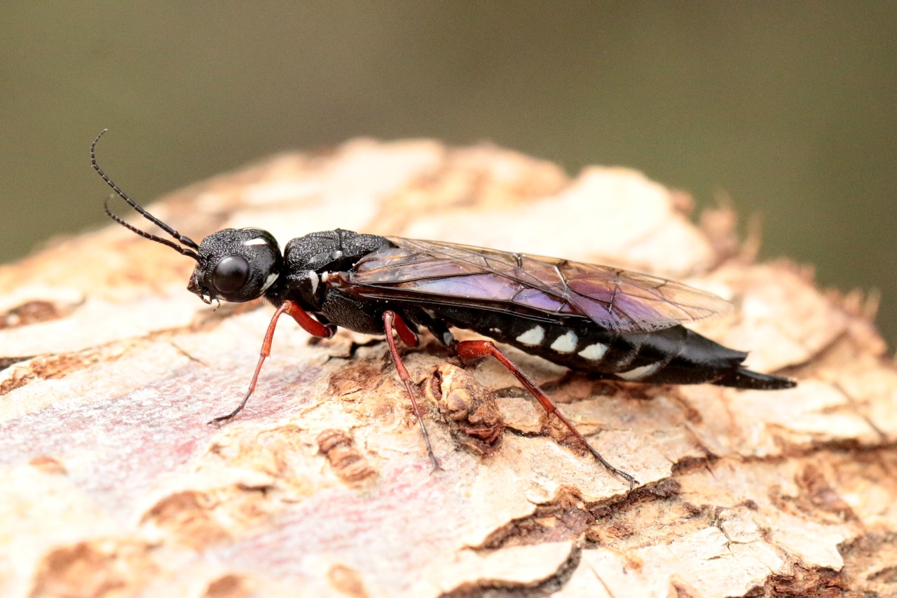 Xiphydria camelus (Linnaeus, 1758) - Sirex-chameau (femelle)