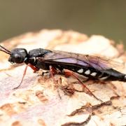 Xiphydria camelus (Linnaeus, 1758) - Sirex-chameau (femelle)