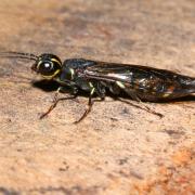 Xiphydria longicollis (Geoffroy, 1785) - Sirex à long cou (femelle)