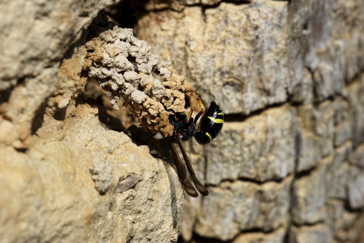 Odynerus sp (construction de la cheminée du nid)