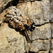 Odynerus sp (construction de la cheminée du nid)