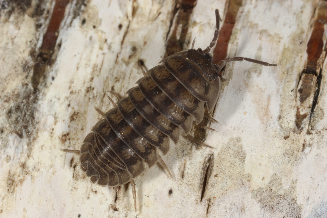 Armadillidium nasatum Budde-Lund, 1885 - Armadille à long museau