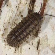 Armadillidium nasatum Budde-Lund, 1885 - Armadille à long museau