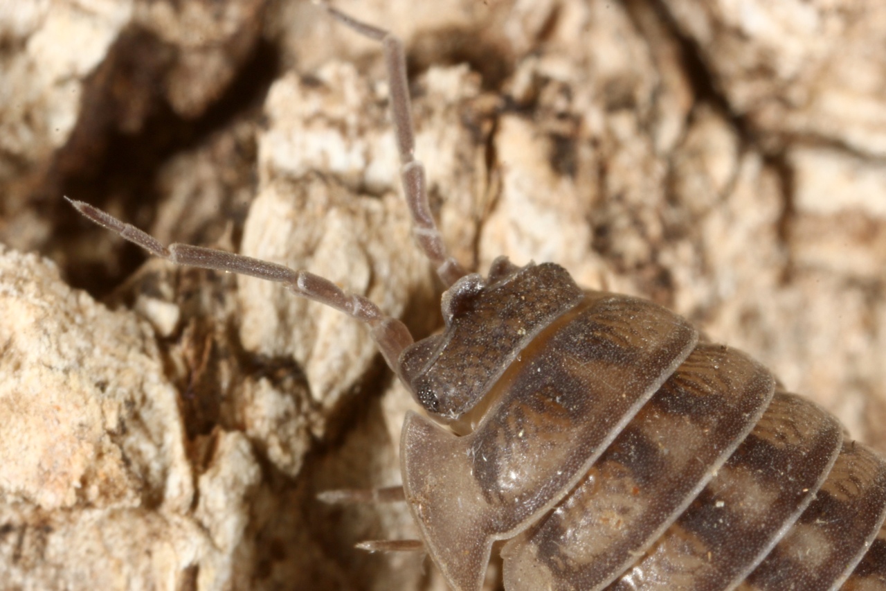 Armadillidium nasatum Budde-Lund, 1885 - Armadille à long museau