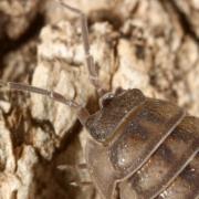 Armadillidium nasatum Budde-Lund, 1885 - Armadille à long museau