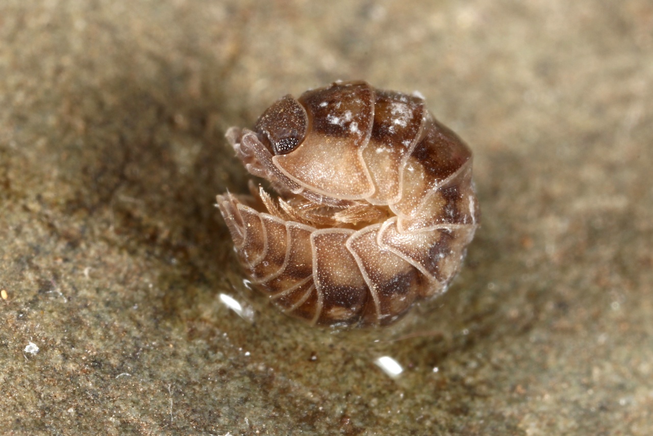 Armadillidium nasatum Budde-Lund, 1885 - Armadille à long museau