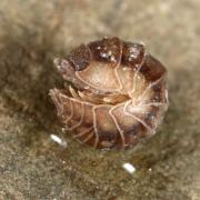 Armadillidium nasatum Budde-Lund, 1885 - Armadille à long museau