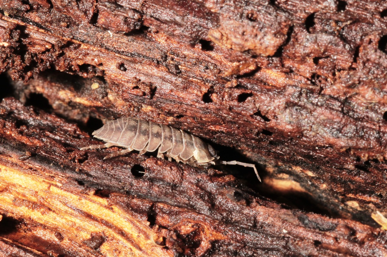 Armadillidium nasatum Budde-Lund, 1885 - Armadille à long museau