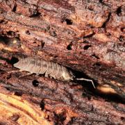 Armadillidium nasatum Budde-Lund, 1885 - Armadille à long museau