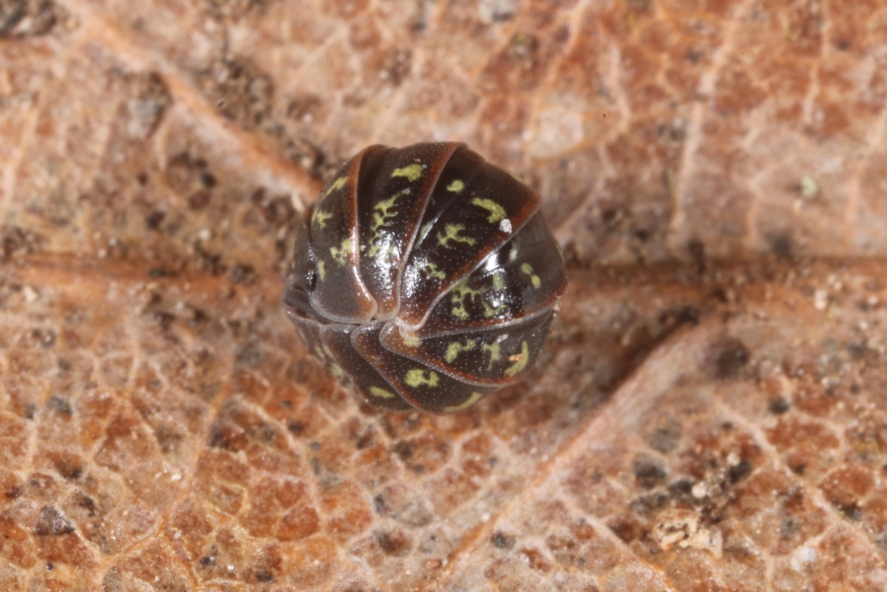 Armadillidium pictum Brandt, 1833 