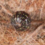 Armadillidium pictum Brandt, 1833 