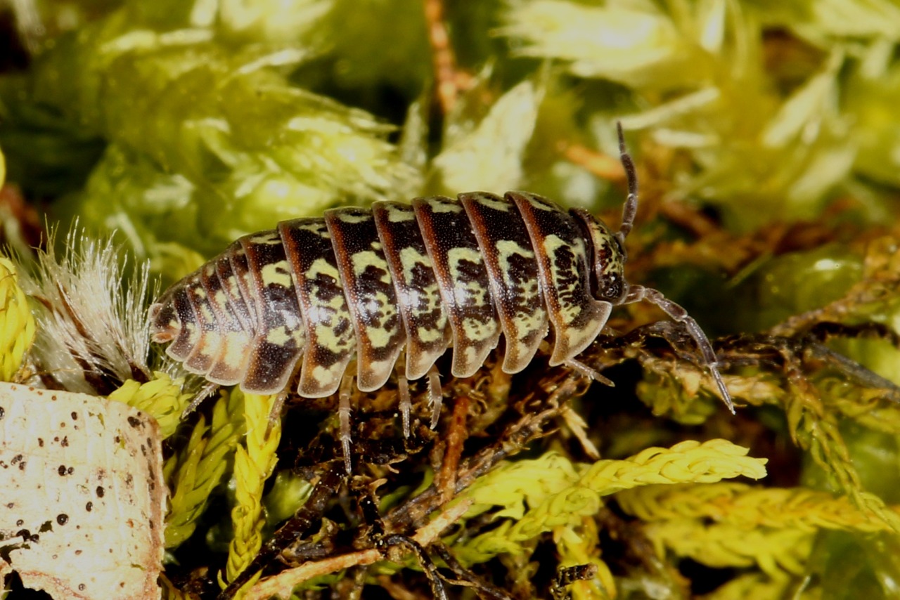 Armadillidium pictum Brandt, 1833