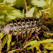 Armadillidium pictum Brandt, 1833