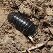 Armadillidium vulgare (Latreille, 1804) - Cloporte commun, Armadille commune