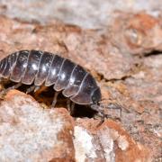 Armadillidium vulgare (Latreille, 1804) - Cloporte commun, Armadille commune