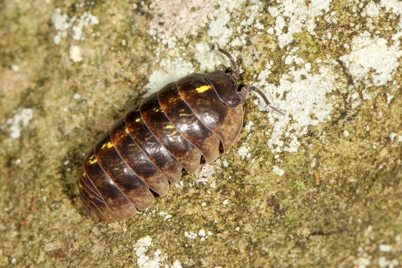 Armadillidium vulgare (Latreille, 1804) - Cloporte commun, Armadille commune