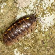 Armadillidium vulgare (Latreille, 1804) - Cloporte commun, Armadille commune