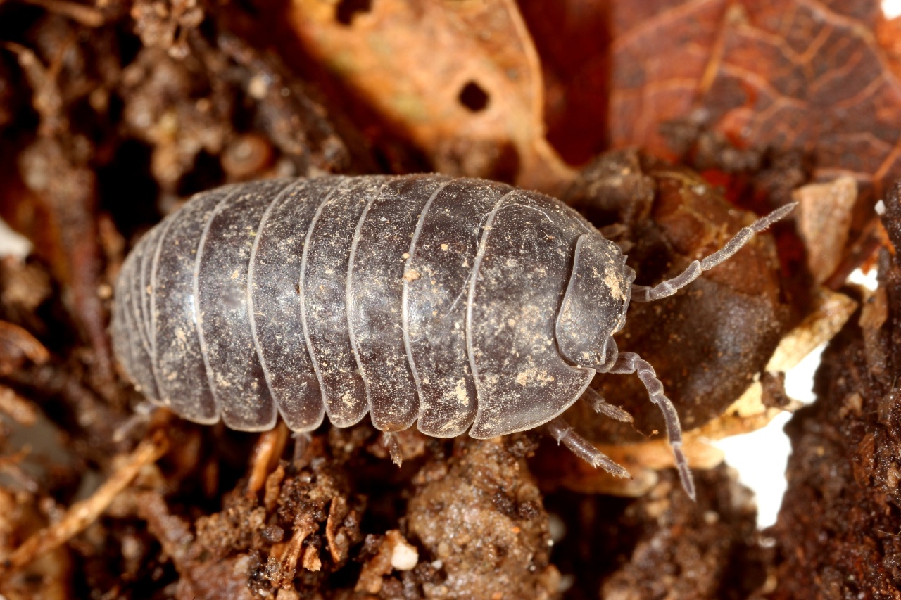 Armadillidium vulgare (Latreille, 1804) - Cloporte commun, Armadille commune