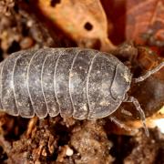 Armadillidium vulgare (Latreille, 1804) - Cloporte commun, Armadille commune