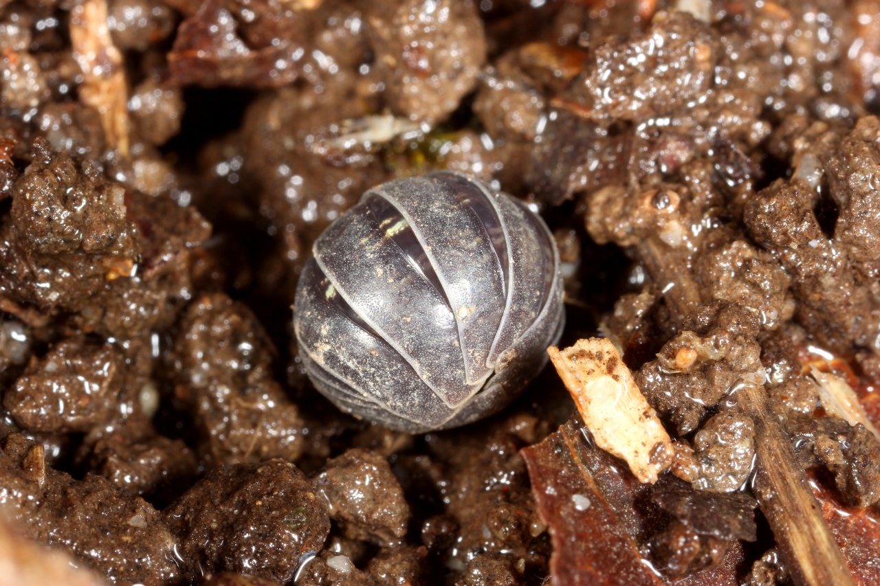 Armadillidium vulgare (Latreille, 1804) - Cloporte commun, Armadille commune