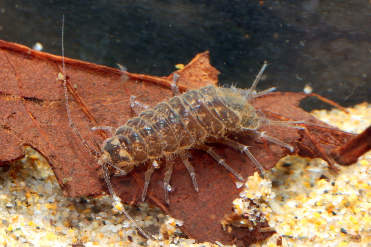 Asellus aquaticus (Linnaeus, 1758) - Aselle aquatique, d'eau douce