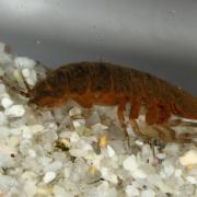 Asellus aquaticus (Linnaeus, 1758) - Aselle aquatique, d'eau douce
