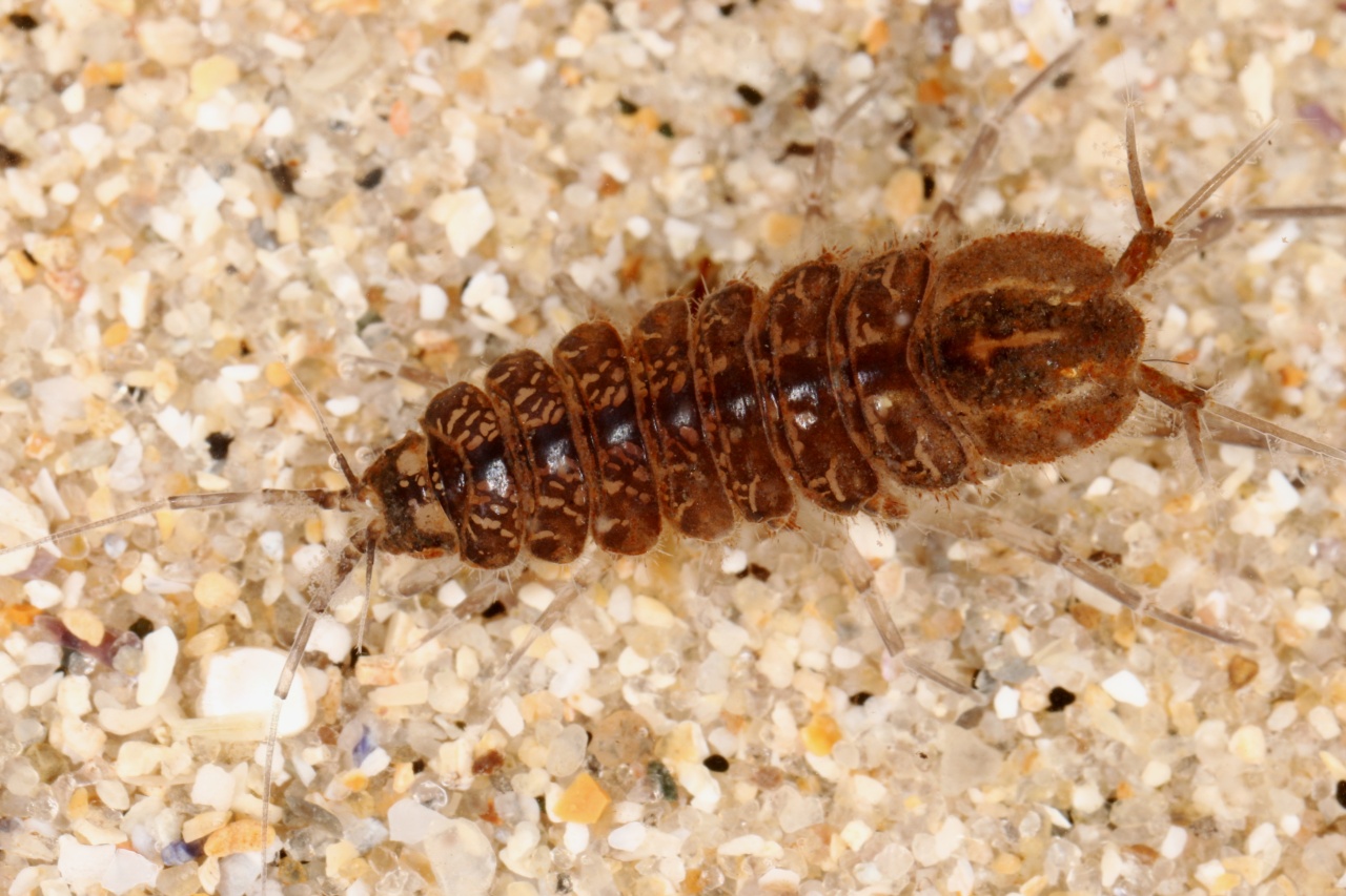 Asellus aquaticus (Linnaeus, 1758) - Aselle aquatique, d'eau douce