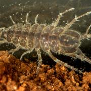 Asellus aquaticus (Linnaeus, 1758) - Aselle aquatique, d'eau douce