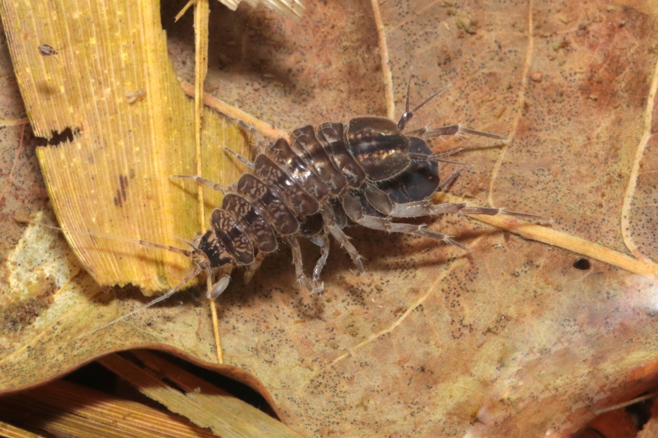 Asellus aquaticus (Linnaeus, 1758) - Aselle aquatique, d'eau douce (accouplt)