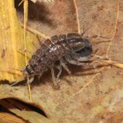 Asellus aquaticus (Linnaeus, 1758) - Aselle aquatique, d'eau douce (accouplt)