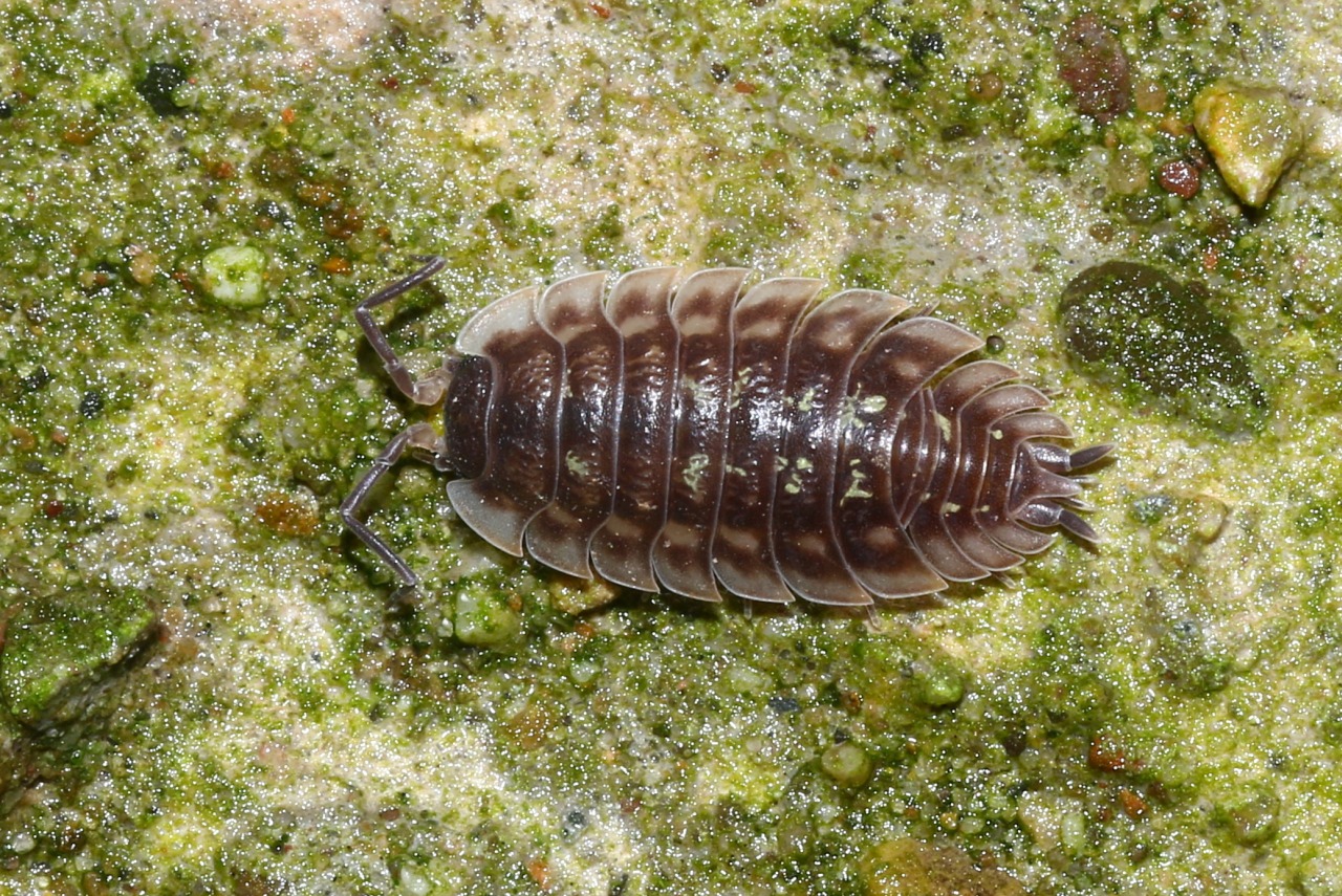 Oniscus asellus Linnaeus, 1758 - Aselle des murs