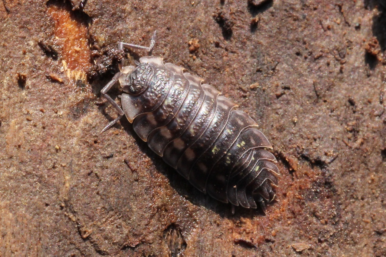 Oniscus asellus Linnaeus, 1758 - Aselle des murs