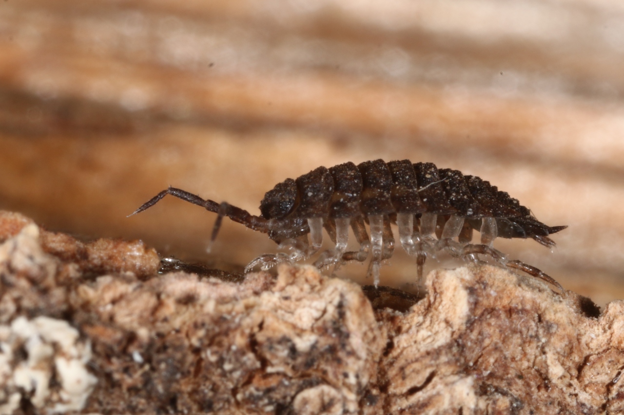 Porcellio monticola Lereboullet, 1853