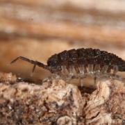 Porcellio monticola Lereboullet, 1853