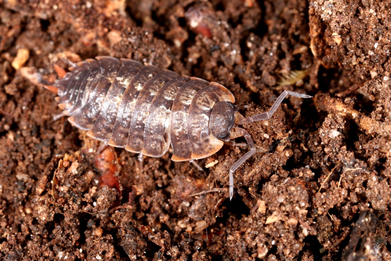 Porcellio monticola Lereboullet, 1853