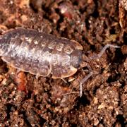 Porcellio monticola Lereboullet, 1853