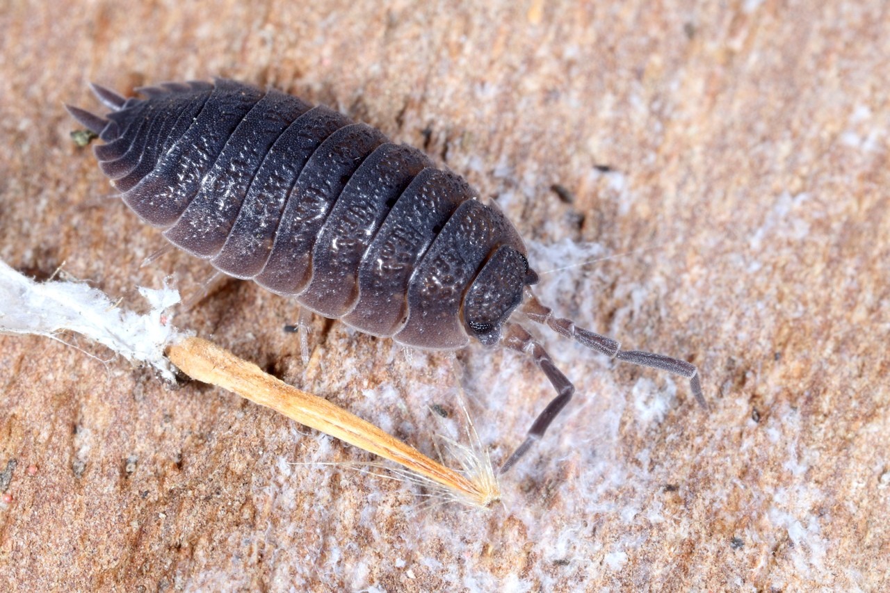 Porcellio scaber Latreille, 1804 - Cloporte rugueux