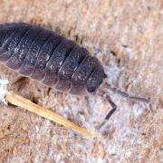 Porcellio scaber Latreille, 1804 - Cloporte rugueux