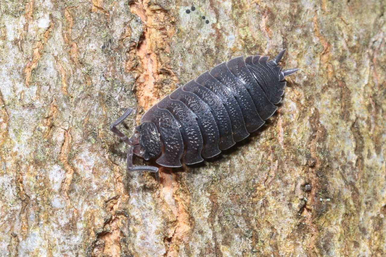 Porcellio scaber Latreille, 1804 - Cloporte rugueux