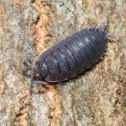 Porcellio scaber Latreille, 1804 - Cloporte rugueux