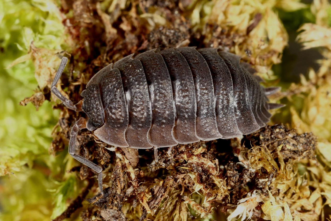 Porcellio scaber Latreille, 1804 - Cloporte rugueux