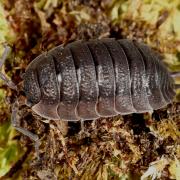 Porcellio scaber Latreille, 1804 - Cloporte rugueux